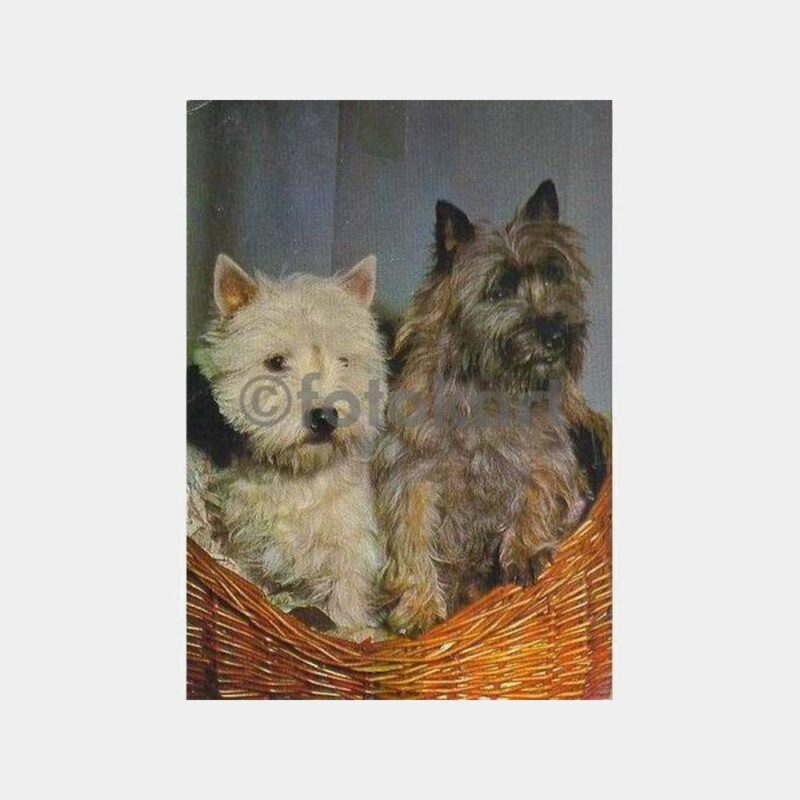 İki Griffon Cins Köpek Sepette Kartpostal