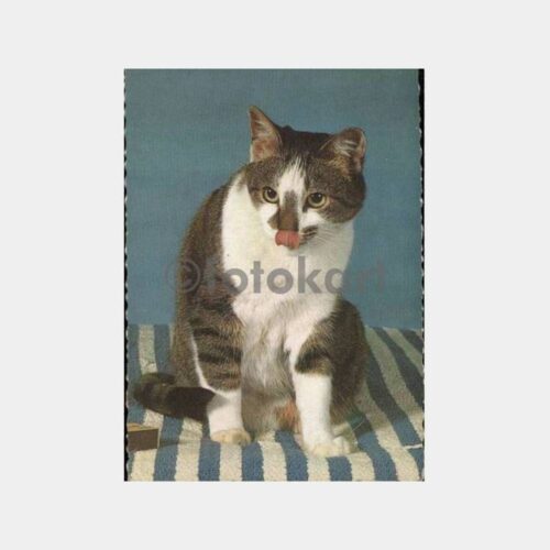 Kedi Konulu Yabancı Baskı Kartpostal