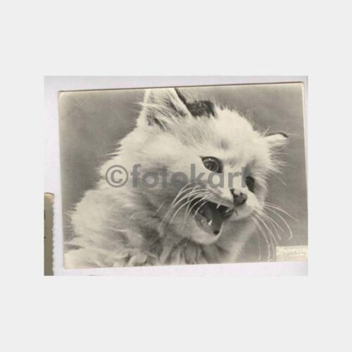 Foto Saray Adana Kedicik Konulu Fotoğraf