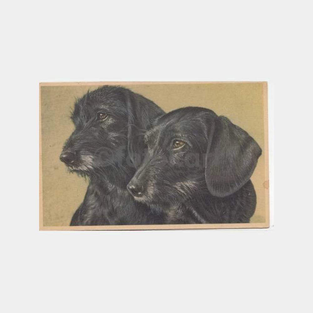 1958 Av ve Avcılık Karabaş Köpekler Yabancı Kart