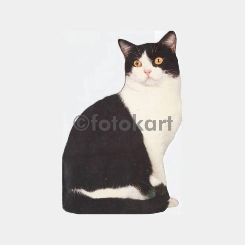 Kedi Konulu Tebrik Kartları
