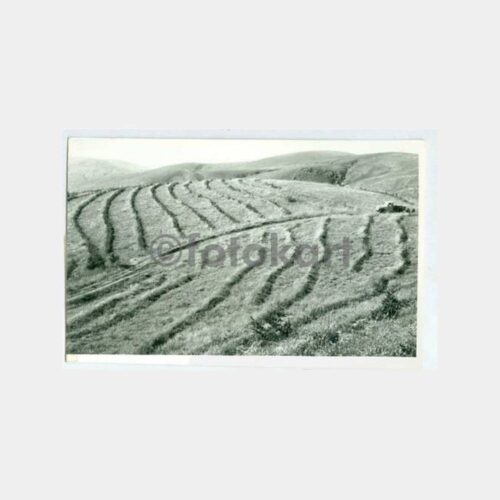 1960 Tokat Ziraat Arazi Konulu Fotoğraf