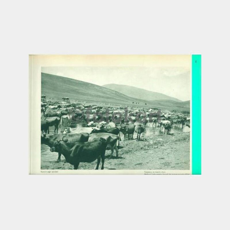1934 Basın Yayın Albümü Kars Sığır Sürüsü