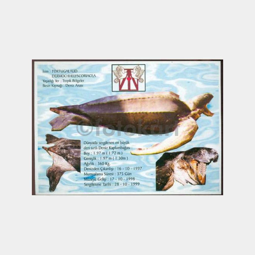 1990 Tahtakuşlar Etnografya Müzesi Kartpostal