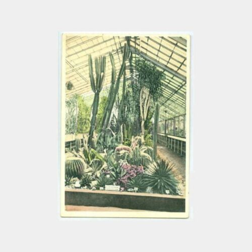 1940 Frankfurt Kaktüs Müzesi Kartpostal