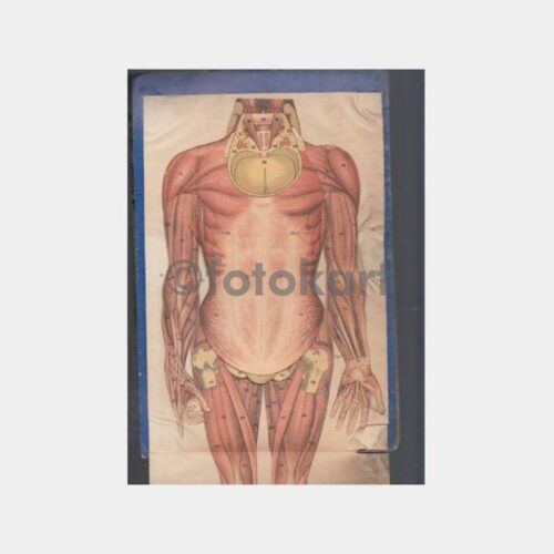 1925 Osmanlıca Vücut Atlası Kapak