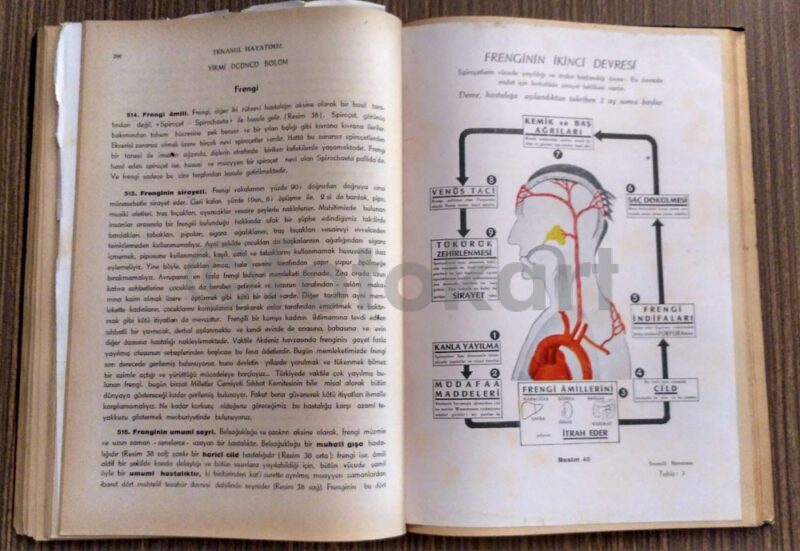 Tenasül Hayatımız - Dr. Fritz Kahn - Görsel 3