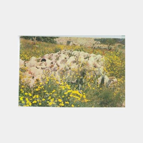 Bodrum Amforaları Görünüş Kartpostal