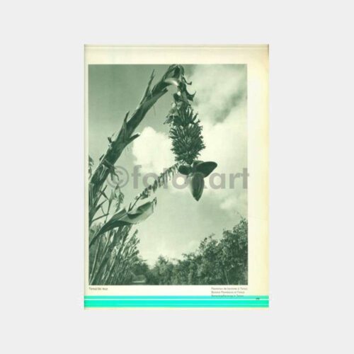 1934 Tarsus Muz Ağacı Basın Yayın Albümü Resim