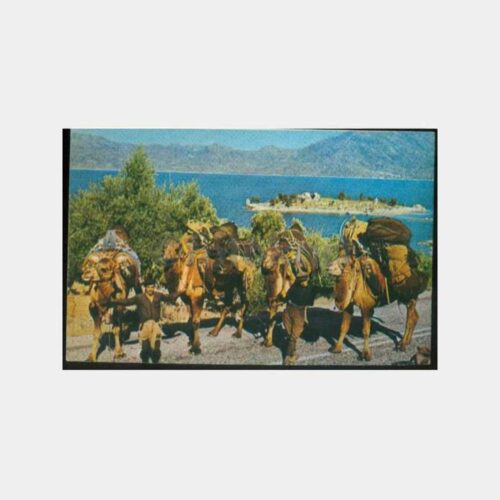 1979 Bafa Gölü Milas Deve Kervanı Kartpostal