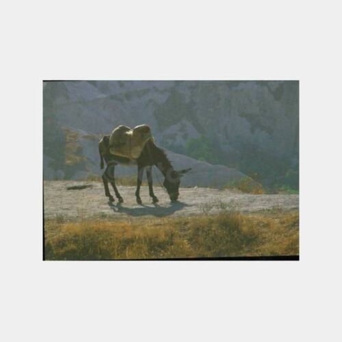 1990 Kapadokya Eşekli Kartpostal