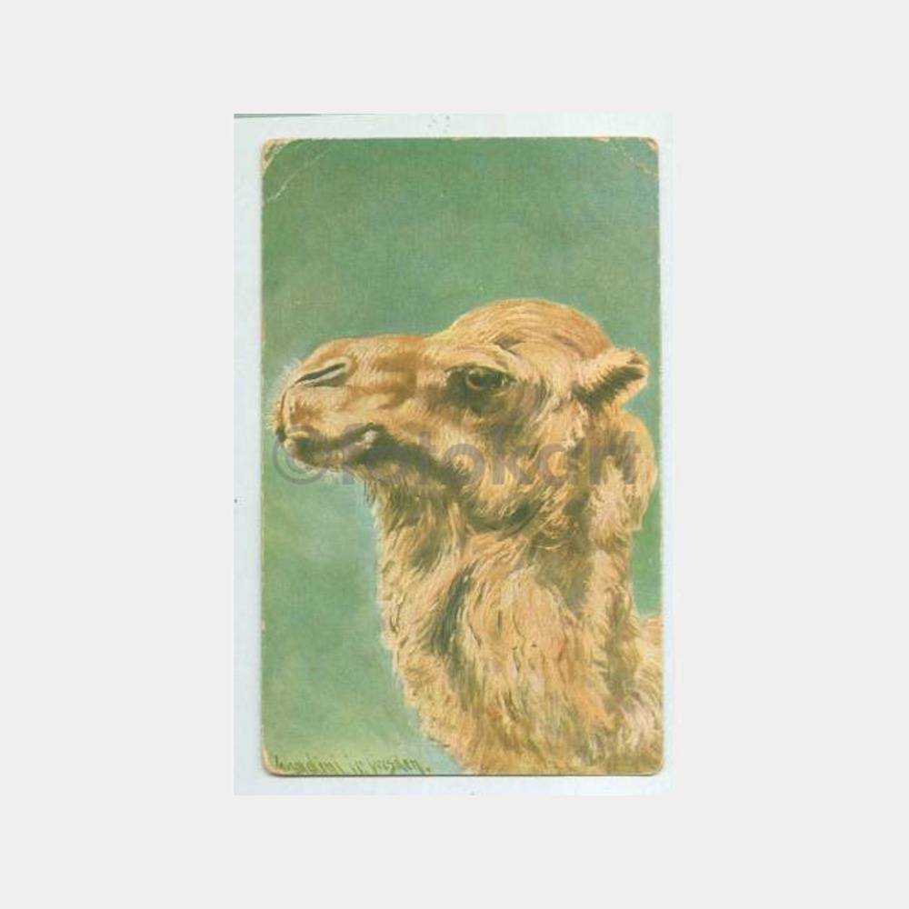 1930 Av ve Avcılık Hayvanlar - Deve Kartpostal
