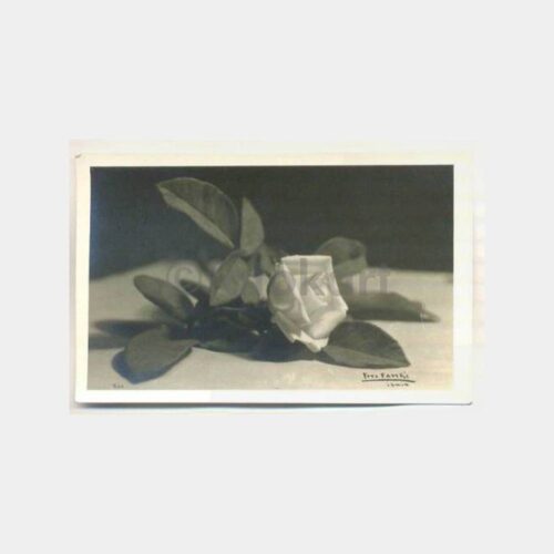 İzmit Foto Fahri - Serbest Çalışma (Gül) Fotoğraf