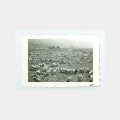 1944 Ordu Perşembe Yaylası Görünüş Fotoğraf