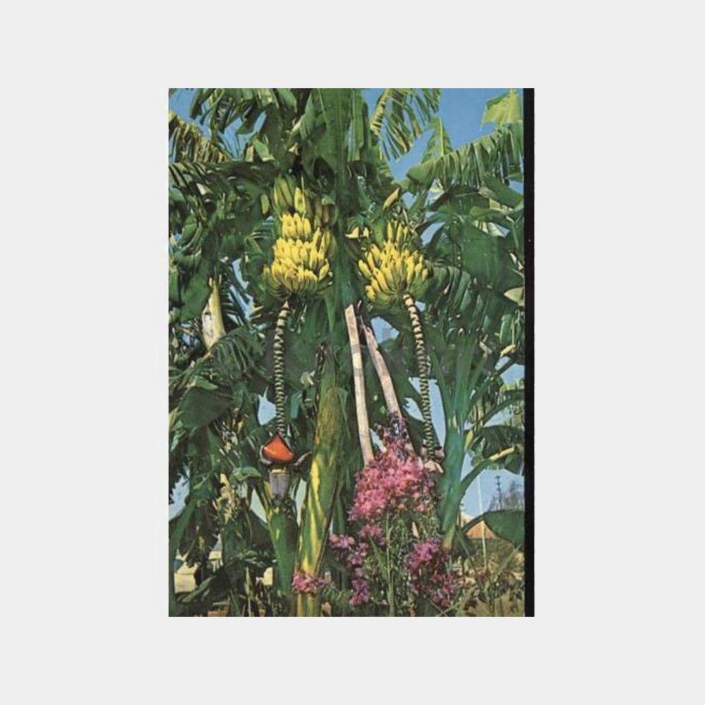 Mersin Muz Bahçeleri Görünüş Kartpostal