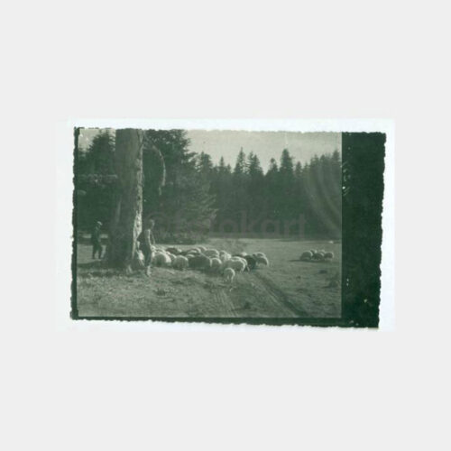 1930 Abant Çobanlar Konulu Repr. Fotoğraf