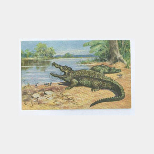 Timsah - Bursaspor Konulu Kartpostal