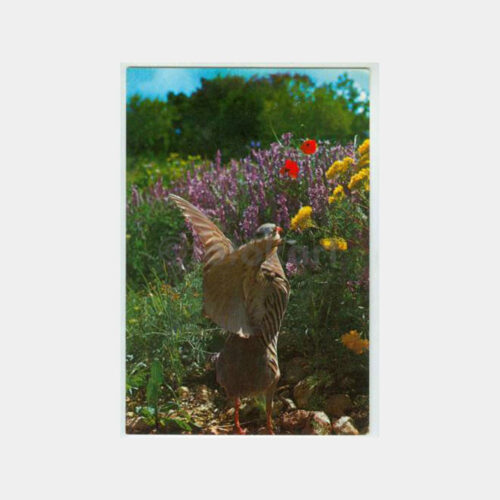 Av ve Avcılık - Keklik Kuşu Konulu Kartpostal