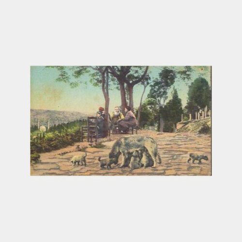 İstanbul Eyüp Sırtları -Editör Rochat- Kartpostal