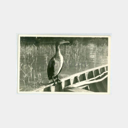 1930 Av ve Avcılık -Ördek- Konulu Kartpostal