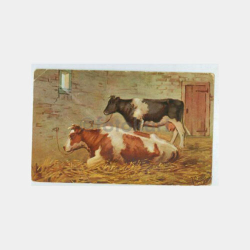 1930 Av ve Avcılık Konulu -İnek- Kartpostal