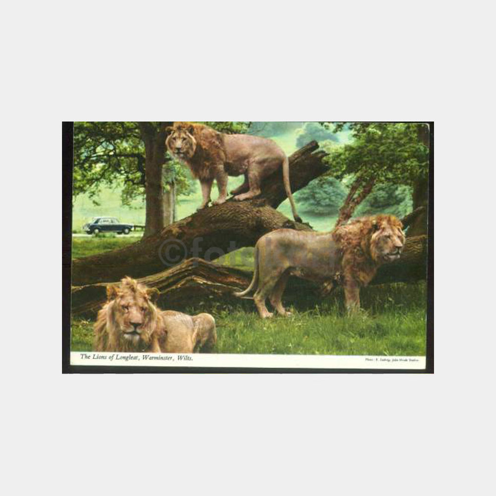 1960 Av ve Avcılık -Arslanlar- Konulu Kartpostal