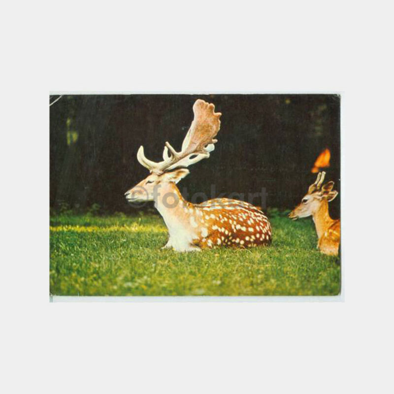 Av ve Avcılık -Alageyik- Konulu Kartpostal