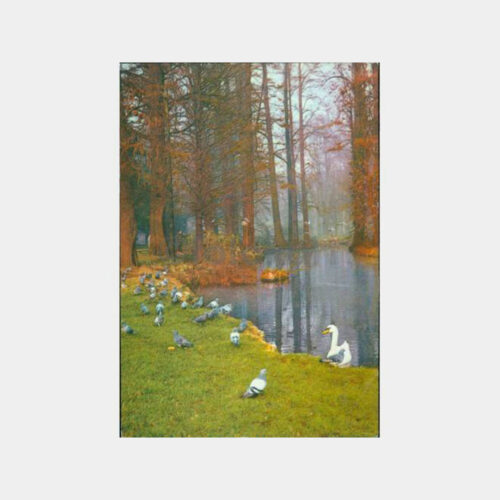 Av ve Avcılık - Ördekler Görünüş Kartpostal