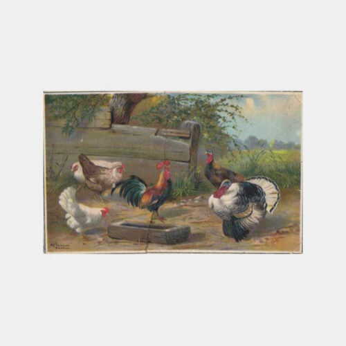 1920 Av ve Avcılık -Kümes Hayvanları- Kartpostal