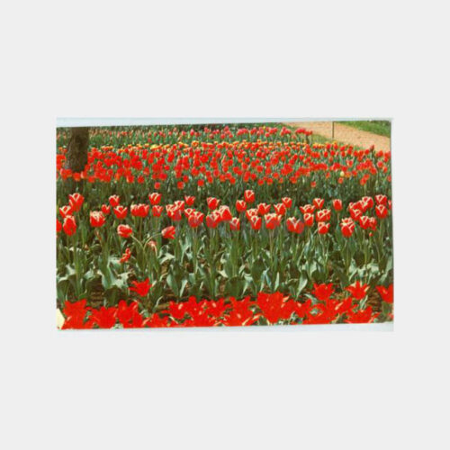 1968 Emirgan Laleler Görünüş Kartpostal