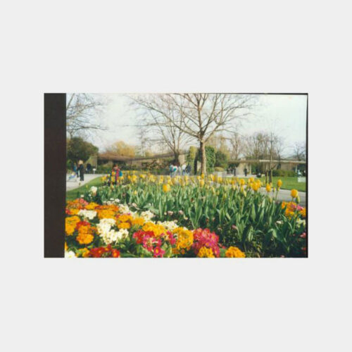 1989 Emirgan Parkı Laleler Görünüş Fotoğraf