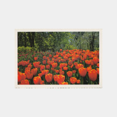 1999 Emirgan Parkı - Laleler Konulu Kartpostal