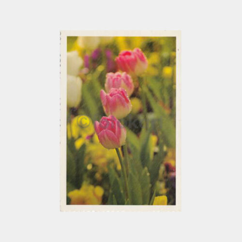 1999 Emirgan Parkı - Laleler Konulu Kartpostal