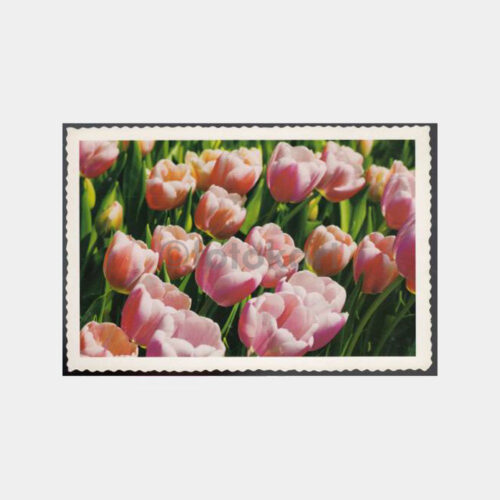 1999 Emirgan Parkı - Laleler Konulu Kartpostal