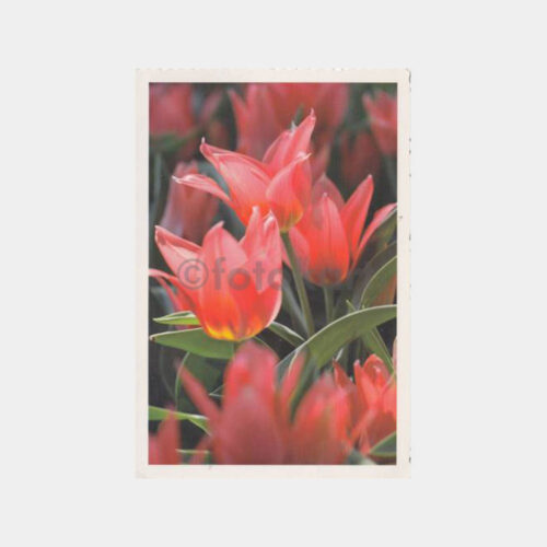 1990 Emirgan Lale Festivali Konulu Kartpostal