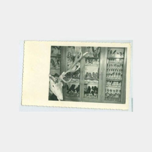 1960 Avcılık Hayvanları Müzesi Görünüş Fotoğraf