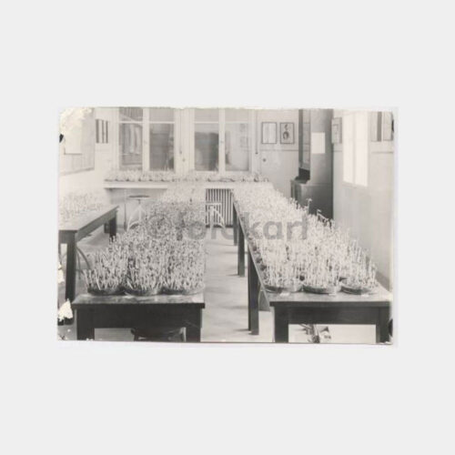 1955 Bahçe Kültürleri Konulu Fotoğraf