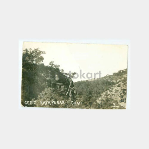 1930 Manisa Gediz - Kayapınar Çamı Fotoğraf