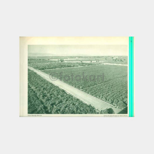 1934 Manisa Üzüm Fidanlığı - Basınyayın Albümü Resim