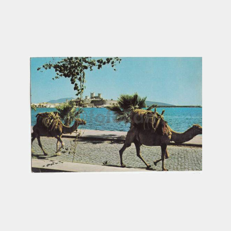 1970 Bodrum Kalesi ve Develer Görünüş Kartpostal