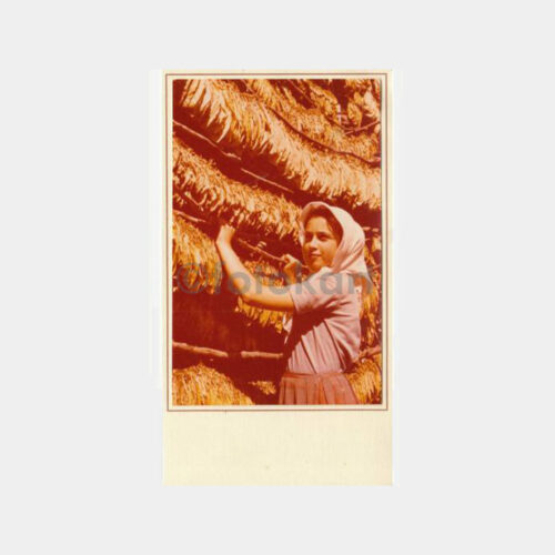 Tütüncü Kız Yeni Yıl Tebrik Kartı