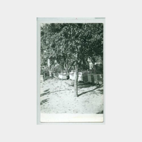 1972 Kırklareli Yeniceköy - Arıcılık Konu Fotoğraf