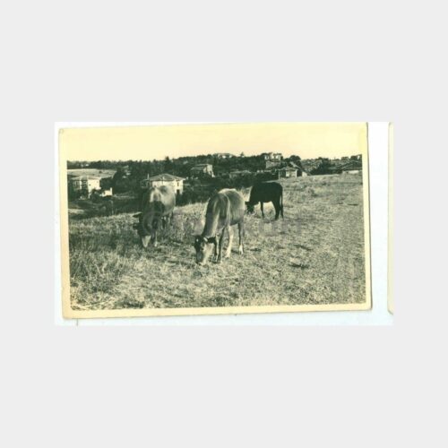 1938 Boğaziçi Beylerbeyi Sırtları Fotoğraf