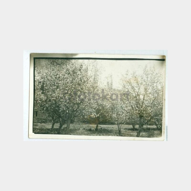 1930 Çiçek Açmış Meyve Ağaçları Fotoğraf