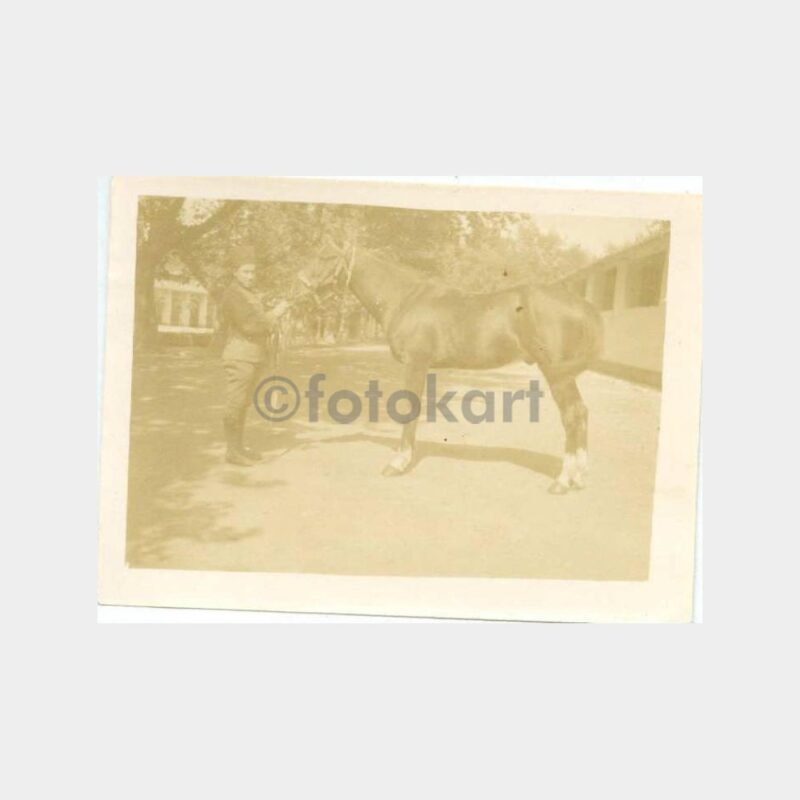 1926 Arap Atları 3 Adet Fotoğraf - Görsel 3