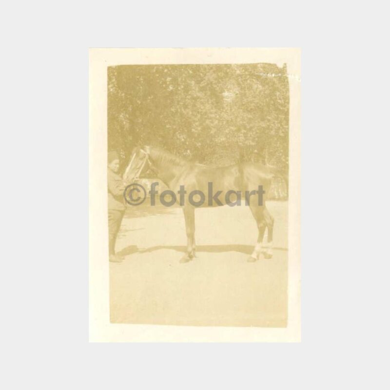 1926 Arap Atları 3 Adet Fotoğraf - Görsel 2