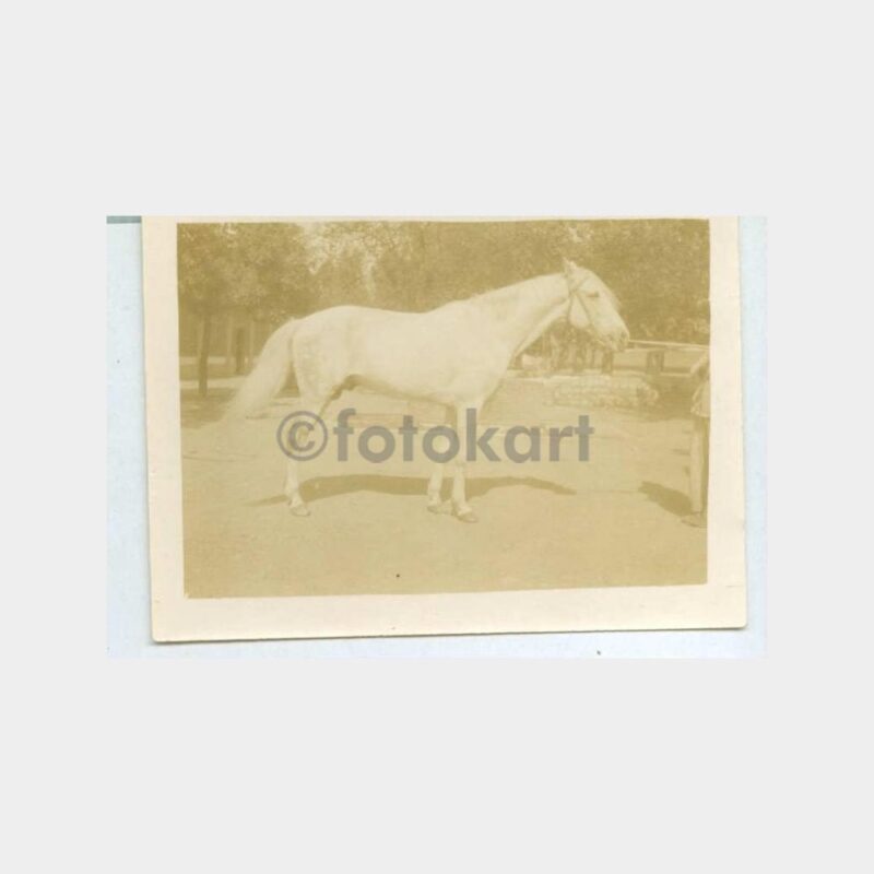 1926 Arap Atları 3 Adet Fotoğraf
