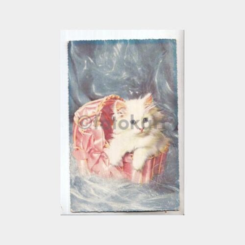 1981 Kedi Konulu Kartpostal