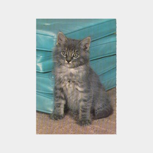 1964 Kedi Konulu Kartpostal