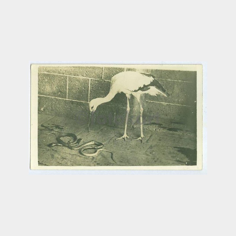 1929 Leylek ve Yılan Görünüş Fotoğraf